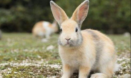2023年春天的女兔宝宝取名 女兔配什么属相最好